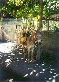 95-03 Donkey transportation - Photo by Daniel - La Manzanilla. Costa Alegre, Costalegre, Jalisco, Mexico.
