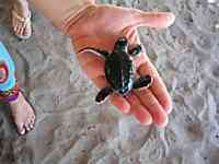 La Manzanilla Mexico Beach Photos, Baby Turtle Costa Alegre, Costalegre, Jalisco.